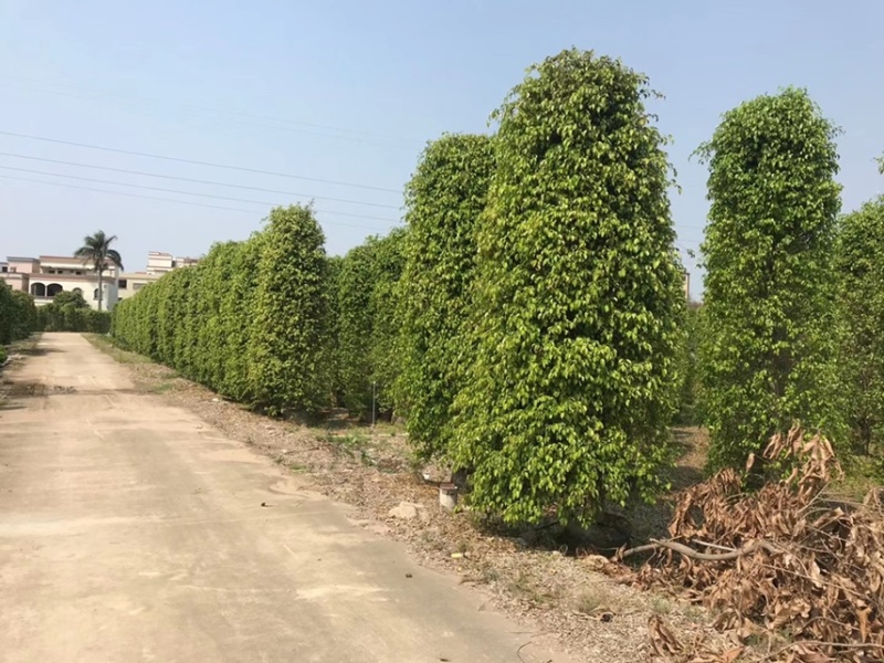 垂叶榕垂榕各种规格基地现货供应，欢迎各位客户咨询