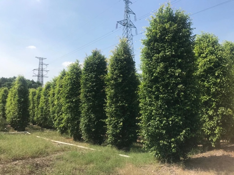 垂叶榕垂榕各种规格基地现货供应，欢迎各位客户咨询