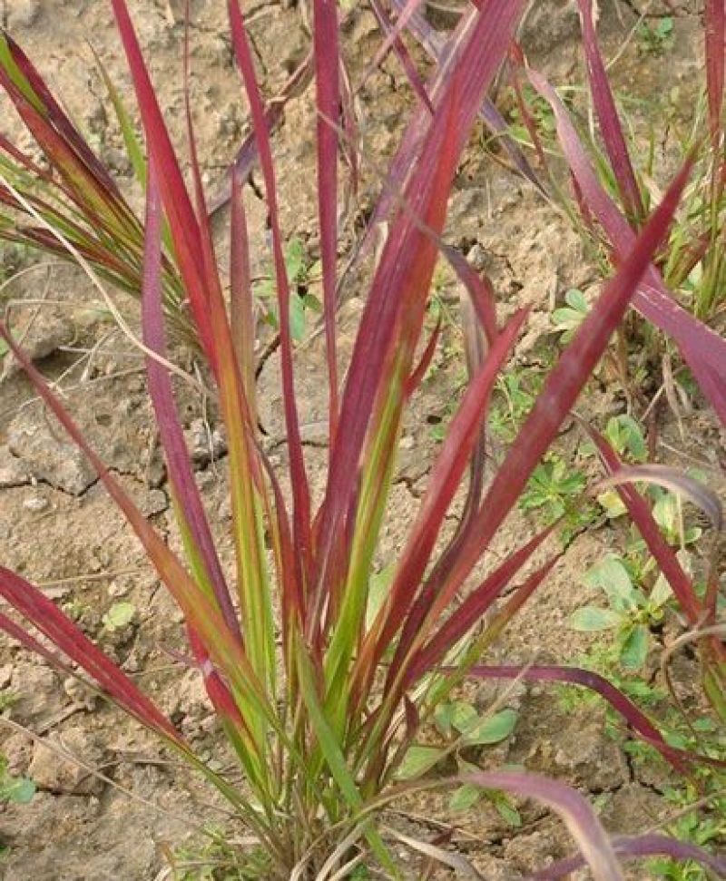 日本血草水生耐热耐寒血茅草花园植物庭院花镜盆景别墅湿地