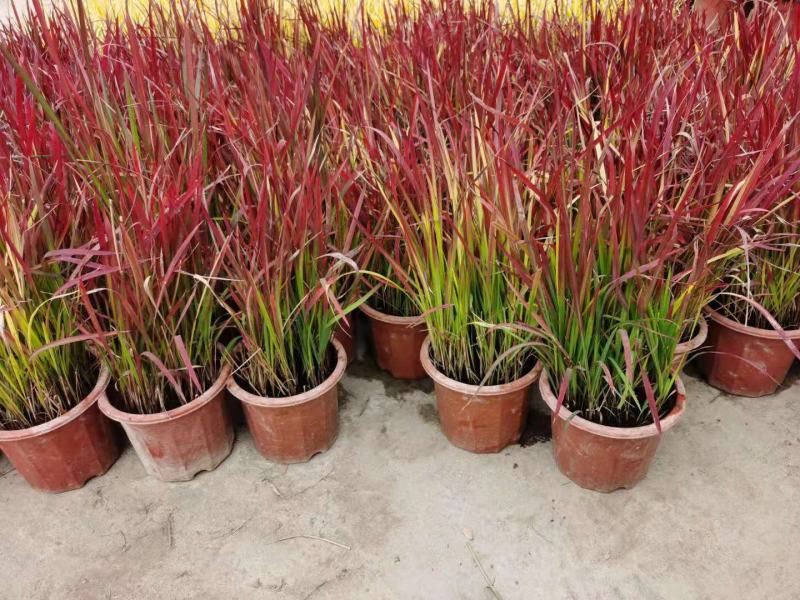 日本血草水生耐热耐寒血茅草花园植物庭院花镜盆景别墅湿地