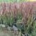 日本血草水生耐热耐寒血茅草花园植物庭院花镜盆景别墅湿地