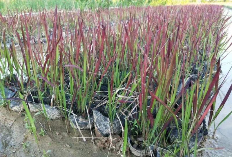 日本血草水生耐热耐寒血茅草花园植物庭院花镜盆景别墅湿地