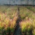 日本血草水生耐热耐寒血茅草花园植物庭院花镜盆景别墅湿地