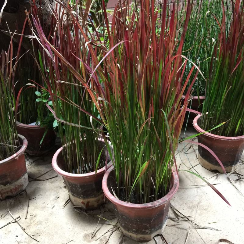 日本血草水生耐热耐寒血茅草花园植物庭院花镜盆景别墅湿地