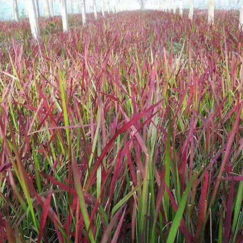 日本血草水生耐热耐寒血茅草花园植物庭院花镜盆景别墅湿地