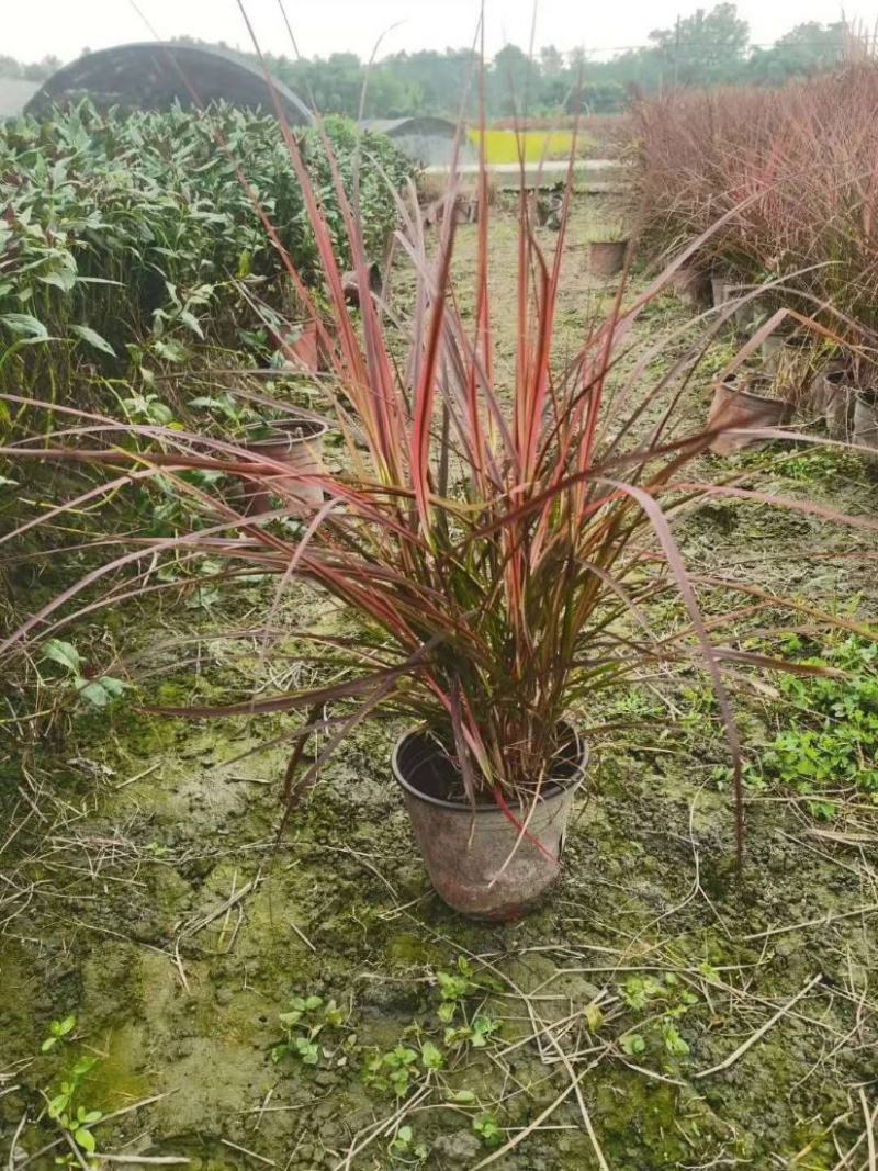 日本血草水生耐热耐寒血茅草花园植物庭院花镜盆景别墅湿地