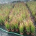 日本血草水生耐热耐寒血茅草花园植物庭院花镜盆景别墅湿地