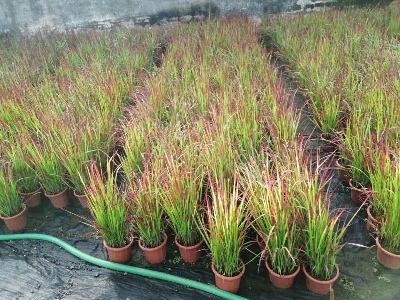日本血草水生耐热耐寒血茅草花园植物庭院花镜盆景别墅湿地