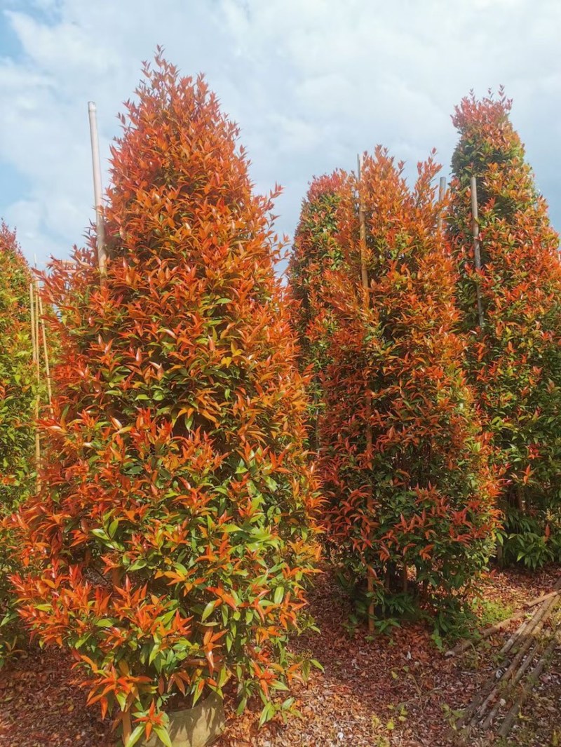 红车各种规格基地现货供应，欢迎各位客户咨询