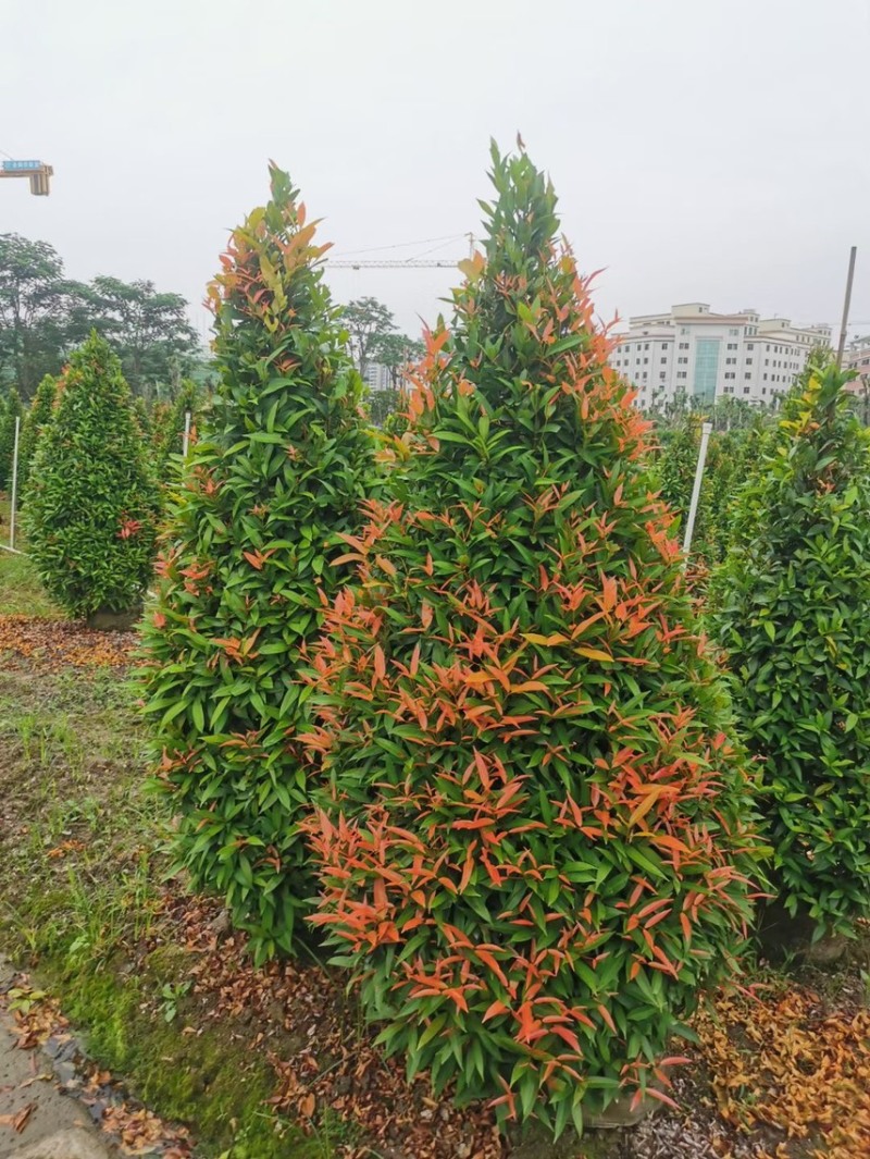 红车各种规格基地现货供应，欢迎各位客户咨询