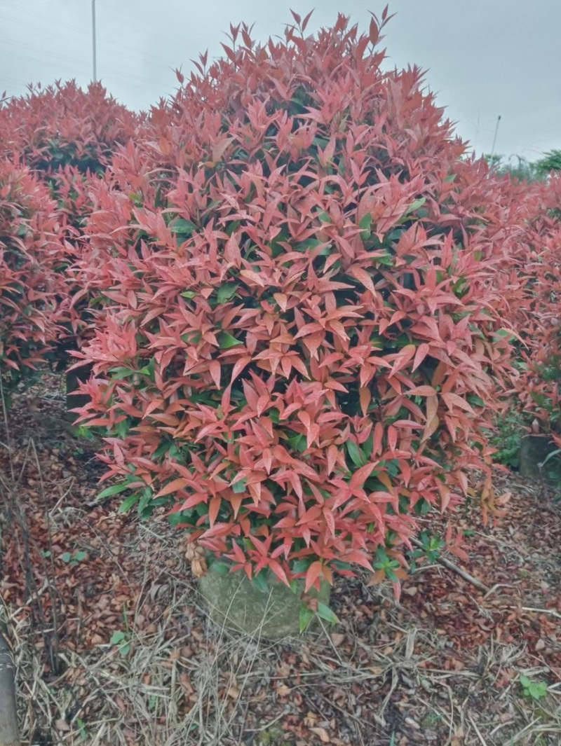 红车各种规格基地现货供应，欢迎各位客户咨询