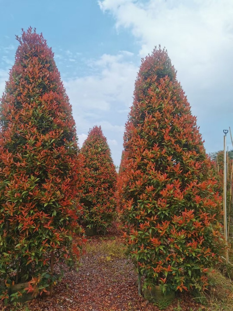 红车各种规格基地现货供应，欢迎各位客户咨询