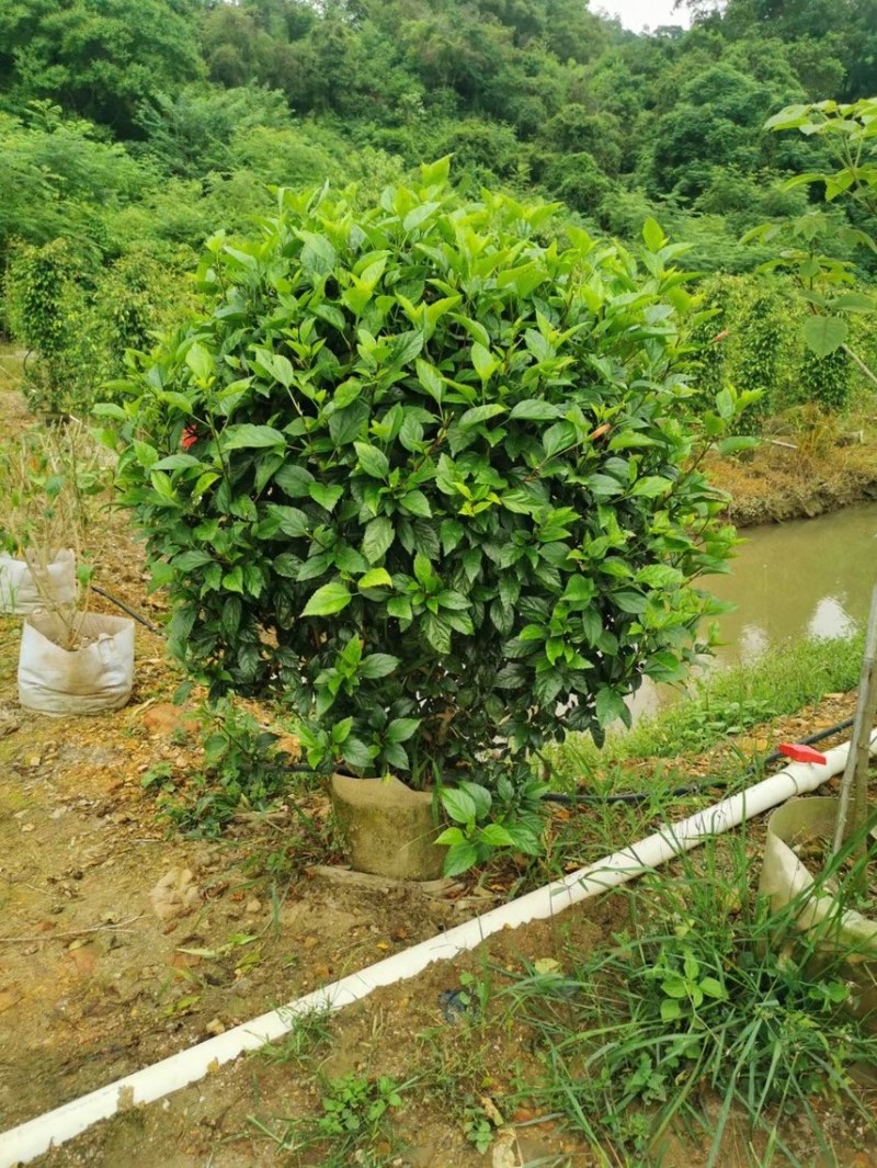 大红花吊钟大红花各种规格基地大量现货，欢迎各位客户咨询