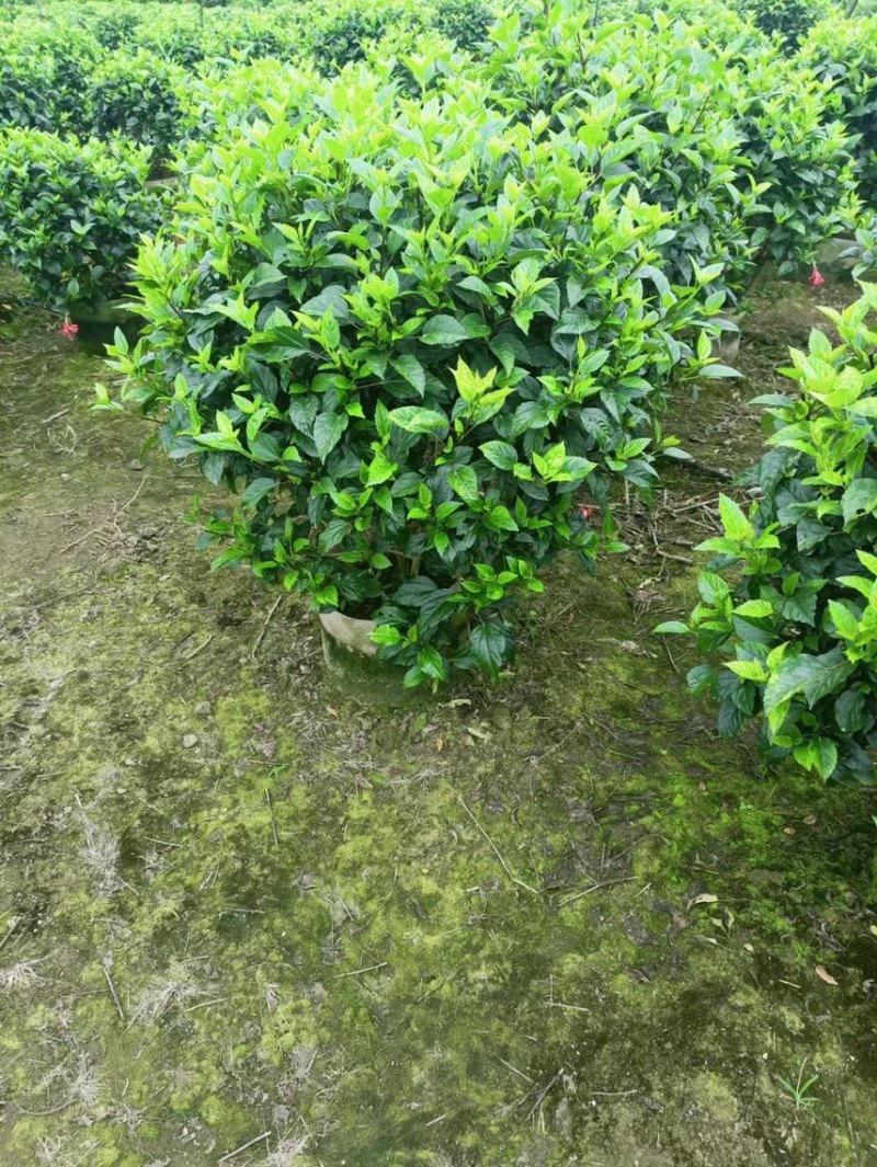 大红花吊钟大红花各种规格基地大量现货，欢迎各位客户咨询