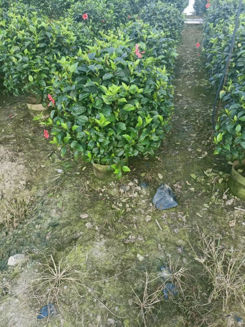 大红花吊钟大红花各种规格基地大量现货，欢迎各位客户咨询