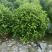 大红花吊钟大红花各种规格基地大量现货，欢迎各位客户咨询