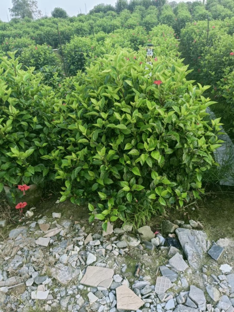 大红花吊钟大红花各种规格基地大量现货，欢迎各位客户咨询