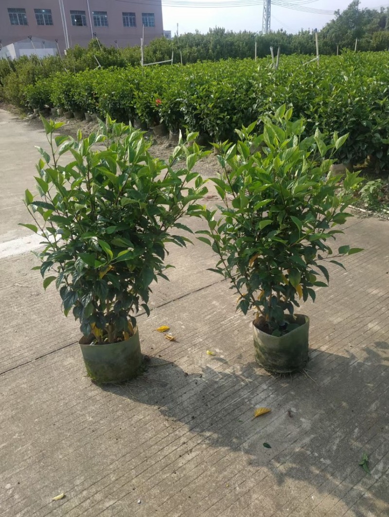 大红花吊钟大红花各种规格基地大量现货，欢迎各位客户咨询