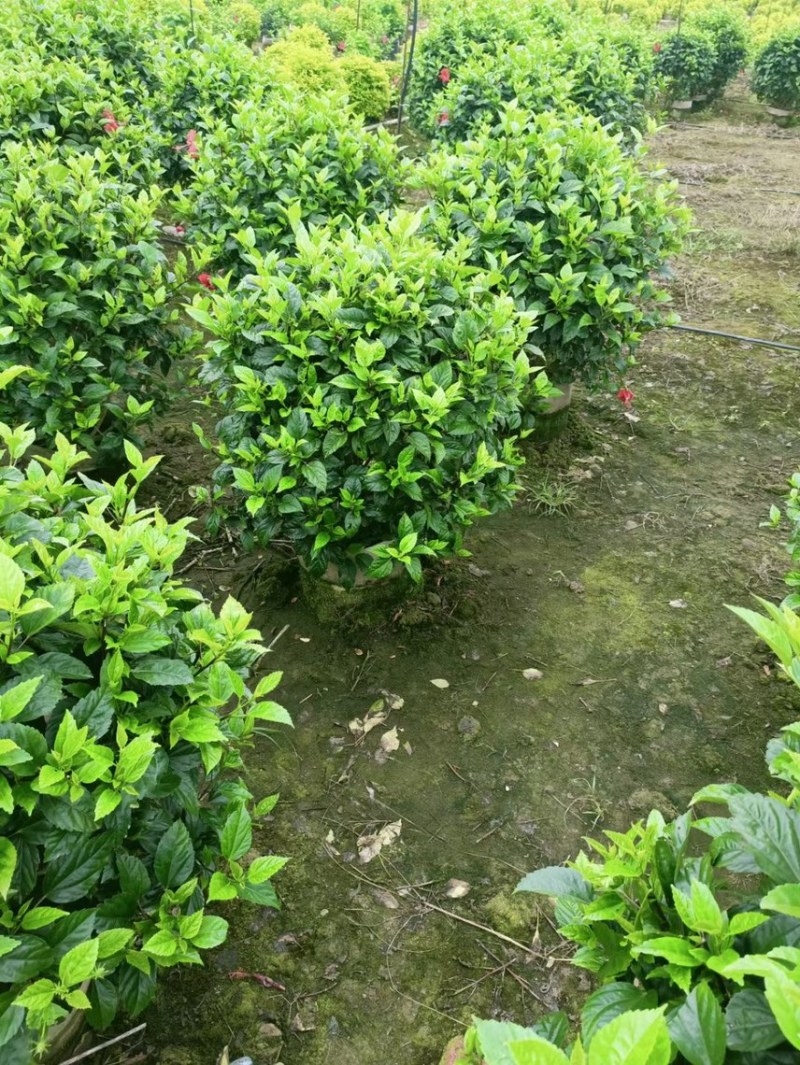 大红花吊钟大红花各种规格基地大量现货，欢迎各位客户咨询