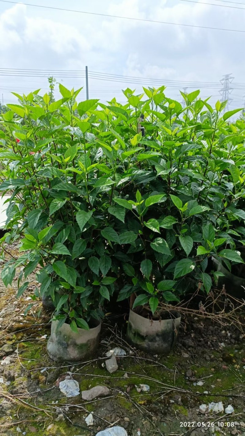 大红花吊钟大红花各种规格基地大量现货，欢迎各位客户咨询