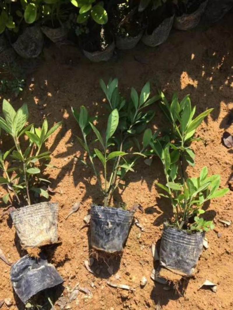 毛鹃小苗毛鹃苗夏娟花苗庭院花坛开花植物毛杜鹃树苗工程绿化