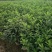 毛鹃小苗毛鹃苗夏娟花苗庭院花坛开花植物毛杜鹃树苗工程绿化
