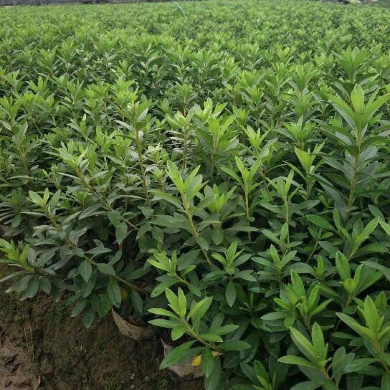 毛鹃小苗毛鹃苗夏娟花苗庭院花坛开花植物毛杜鹃树苗工程绿化