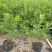 毛鹃小苗毛鹃苗夏娟花苗庭院花坛开花植物毛杜鹃树苗工程绿化