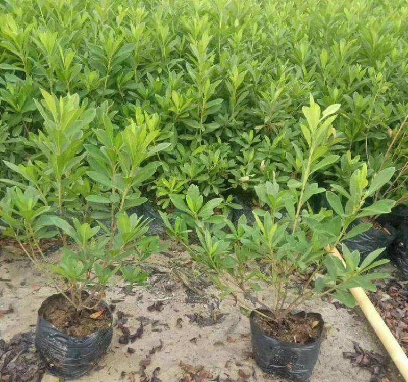 毛鹃小苗毛鹃苗夏娟花苗庭院花坛开花植物毛杜鹃树苗工程绿化