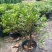 毛鹃小苗毛鹃苗夏娟花苗庭院花坛开花植物毛杜鹃树苗工程绿化