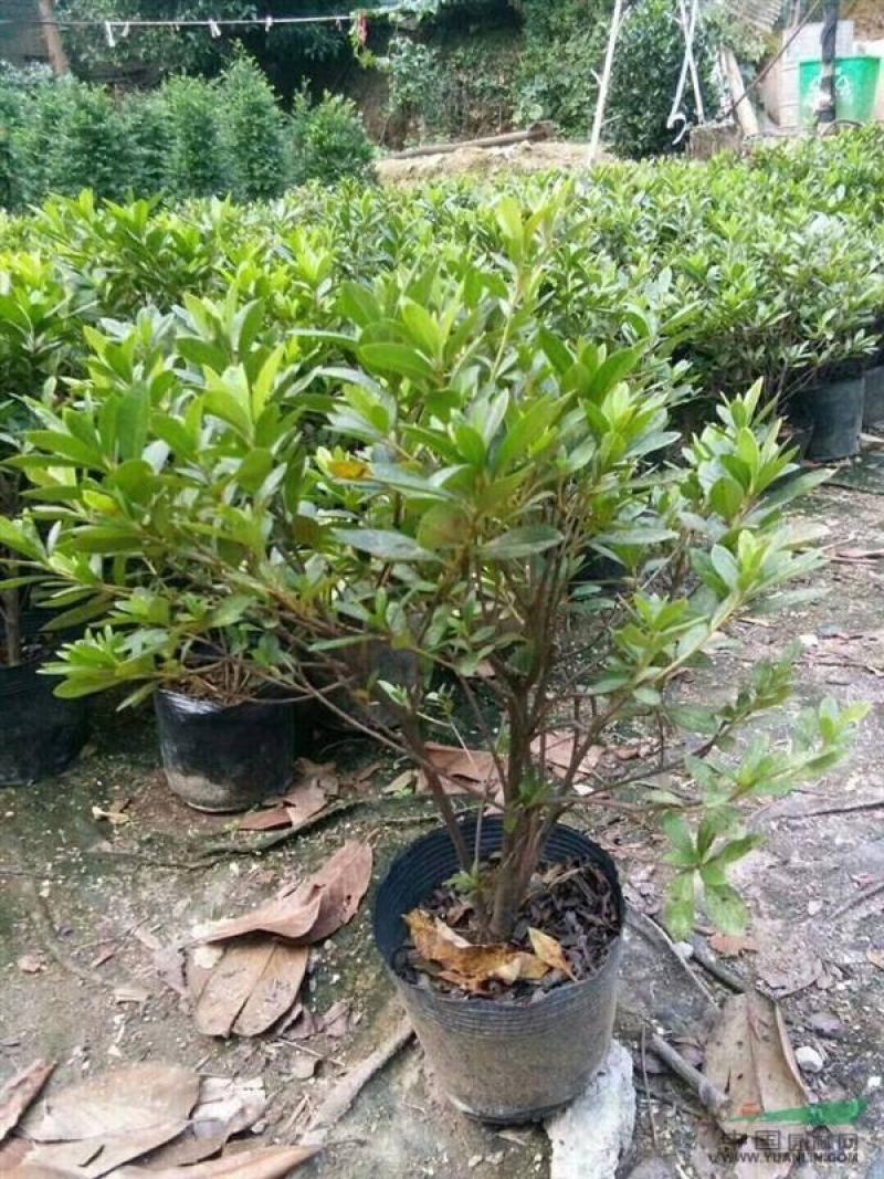 毛鹃小苗毛鹃苗夏娟花苗庭院花坛开花植物毛杜鹃树苗工程绿化