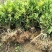 毛鹃小苗毛鹃苗夏娟花苗庭院花坛开花植物毛杜鹃树苗工程绿化