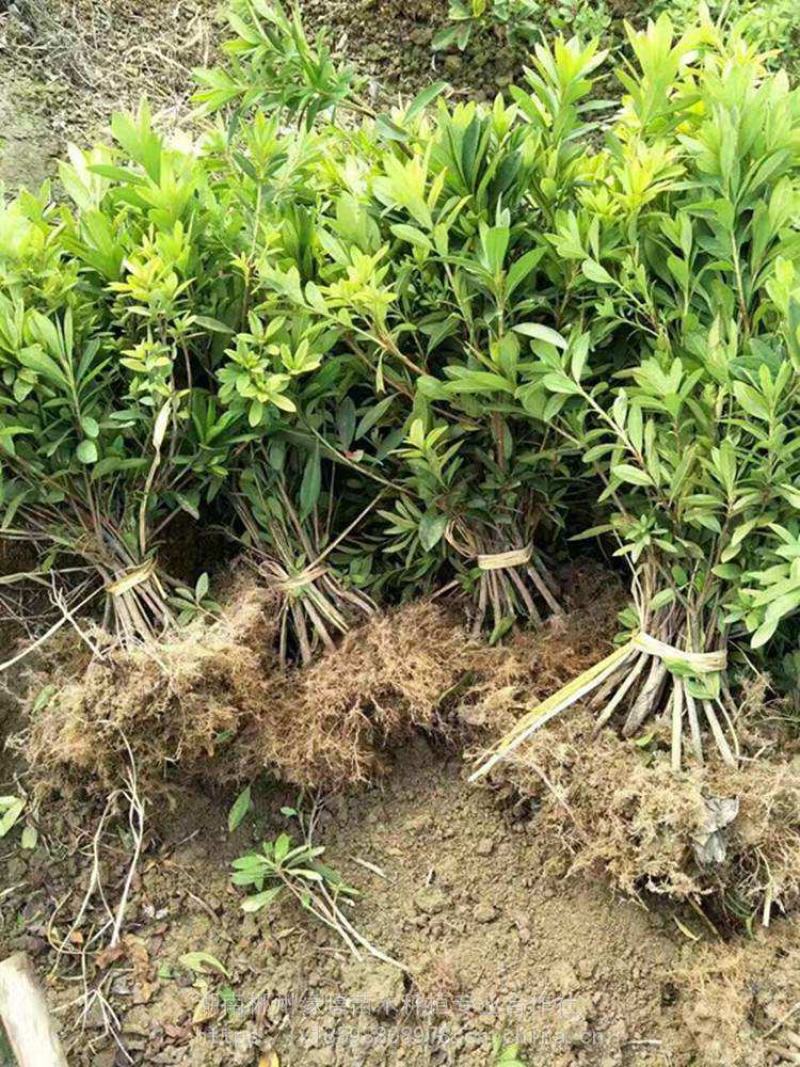 毛鹃小苗毛鹃苗夏娟花苗庭院花坛开花植物毛杜鹃树苗工程绿化