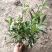 毛鹃小苗毛鹃苗夏娟花苗庭院花坛开花植物毛杜鹃树苗工程绿化