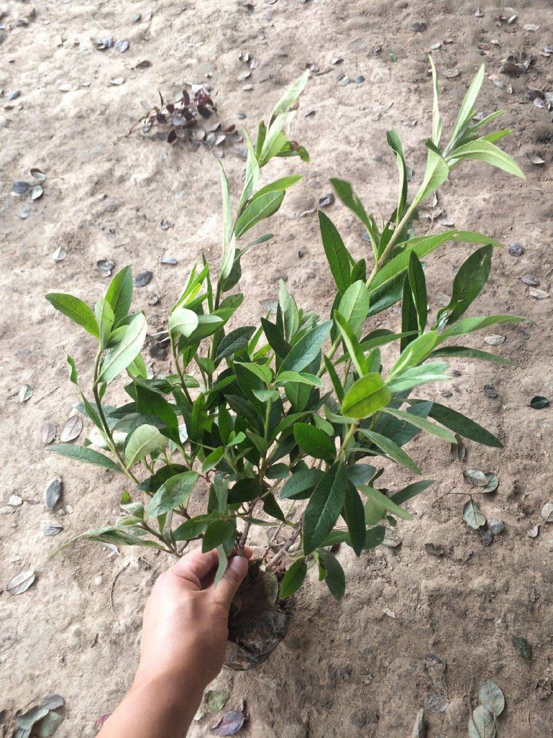 毛鹃小苗毛鹃苗夏娟花苗庭院花坛开花植物毛杜鹃树苗工程绿化