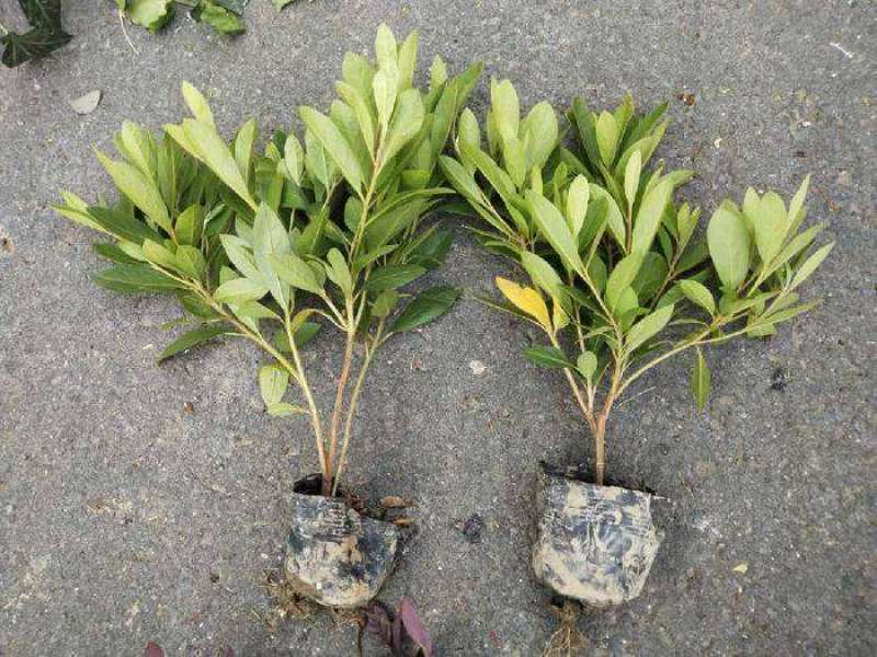 毛鹃小苗毛鹃苗夏娟花苗庭院花坛开花植物毛杜鹃树苗工程绿化