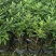 毛鹃小苗毛鹃苗夏娟花苗庭院花坛开花植物毛杜鹃树苗工程绿化