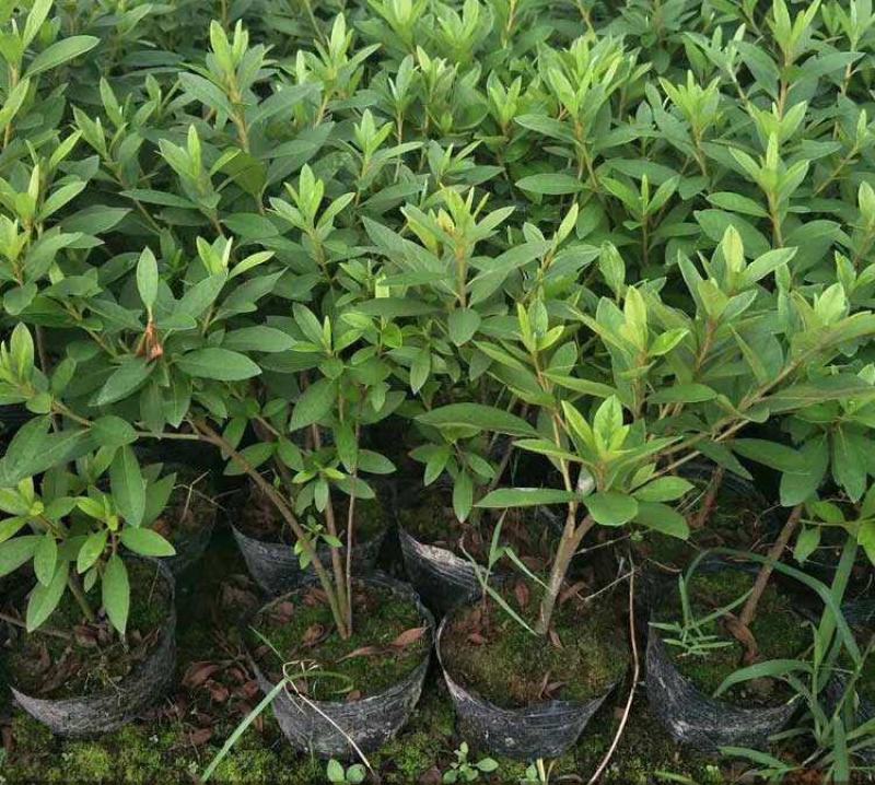 毛鹃小苗毛鹃苗夏娟花苗庭院花坛开花植物毛杜鹃树苗工程绿化