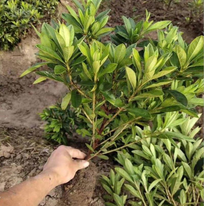 毛鹃小苗毛鹃苗夏娟花苗庭院花坛开花植物毛杜鹃树苗工程绿化