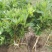毛鹃小苗毛鹃苗夏娟花苗庭院花坛开花植物毛杜鹃树苗工程绿化