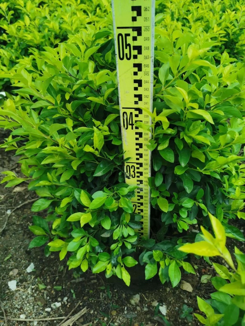 黄金叶黄素梅各种规格基地现货，欢迎各位客户咨询