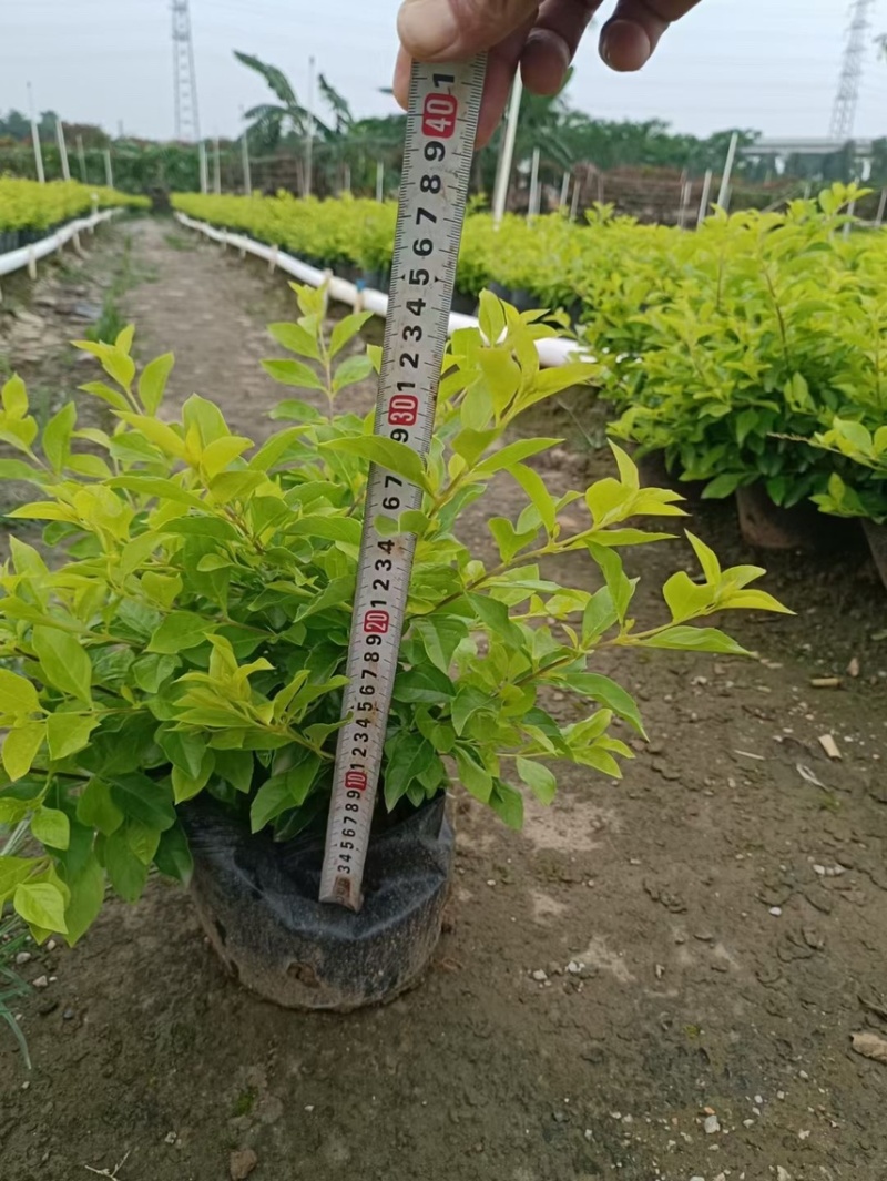 黄金叶黄素梅各种规格基地现货，欢迎各位客户咨询
