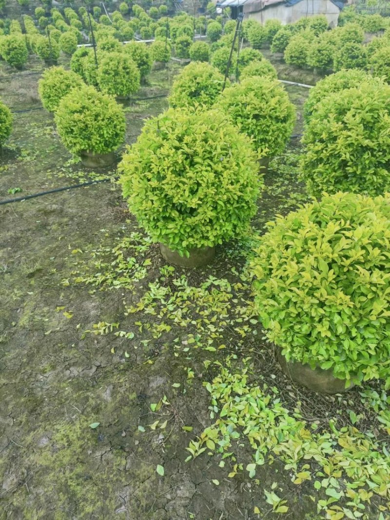 黄金叶黄素梅各种规格基地现货，欢迎各位客户咨询