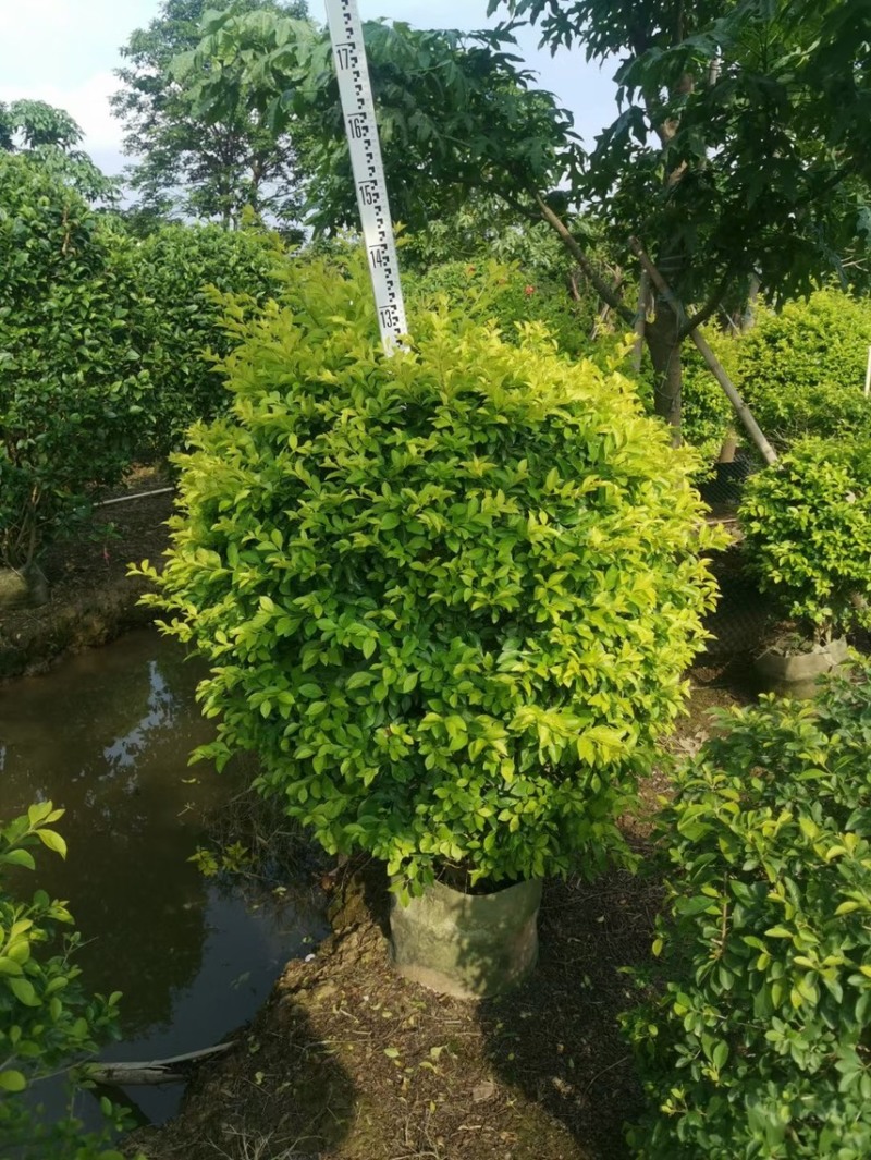 黄金叶黄素梅各种规格基地现货，欢迎各位客户咨询