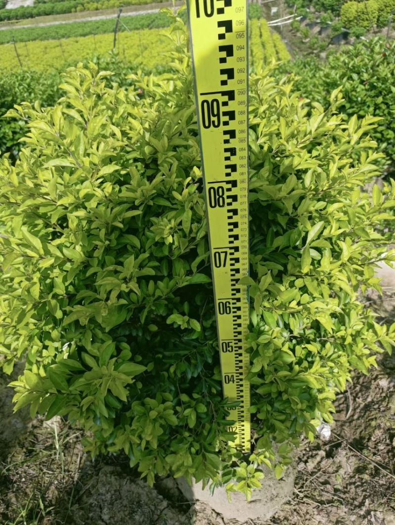黄金叶黄素梅各种规格基地现货，欢迎各位客户咨询