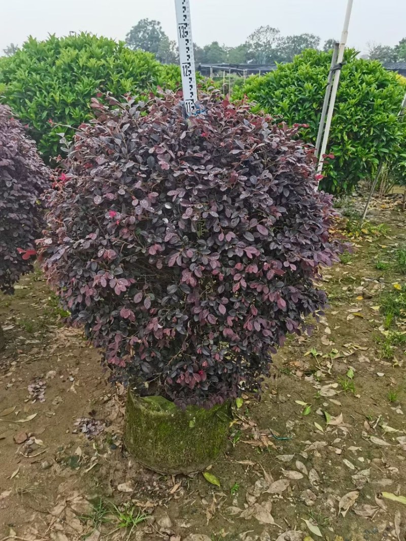 红继木球各种规格基地现货供应，欢迎各位客户咨询