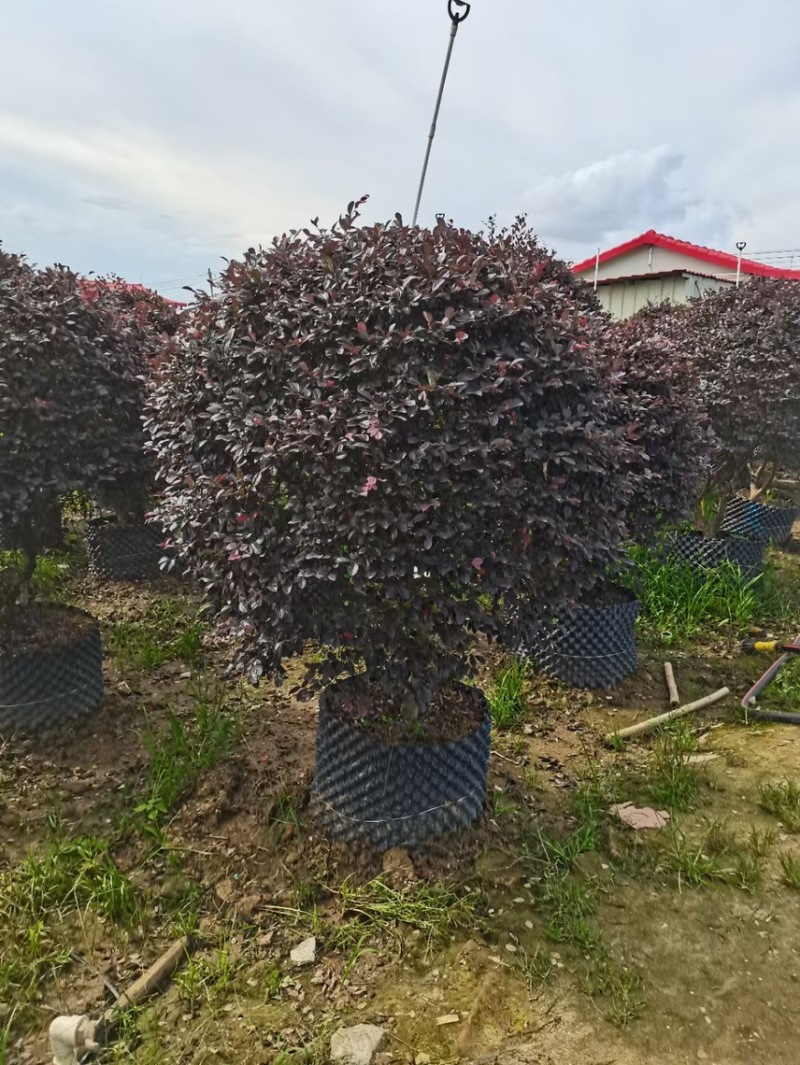 红继木球各种规格基地现货供应，欢迎各位客户咨询