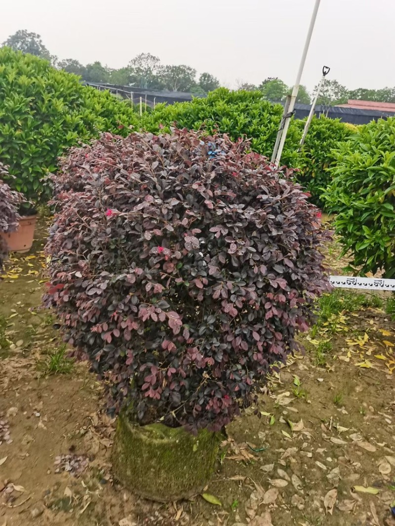 红继木球各种规格基地现货供应，欢迎各位客户咨询