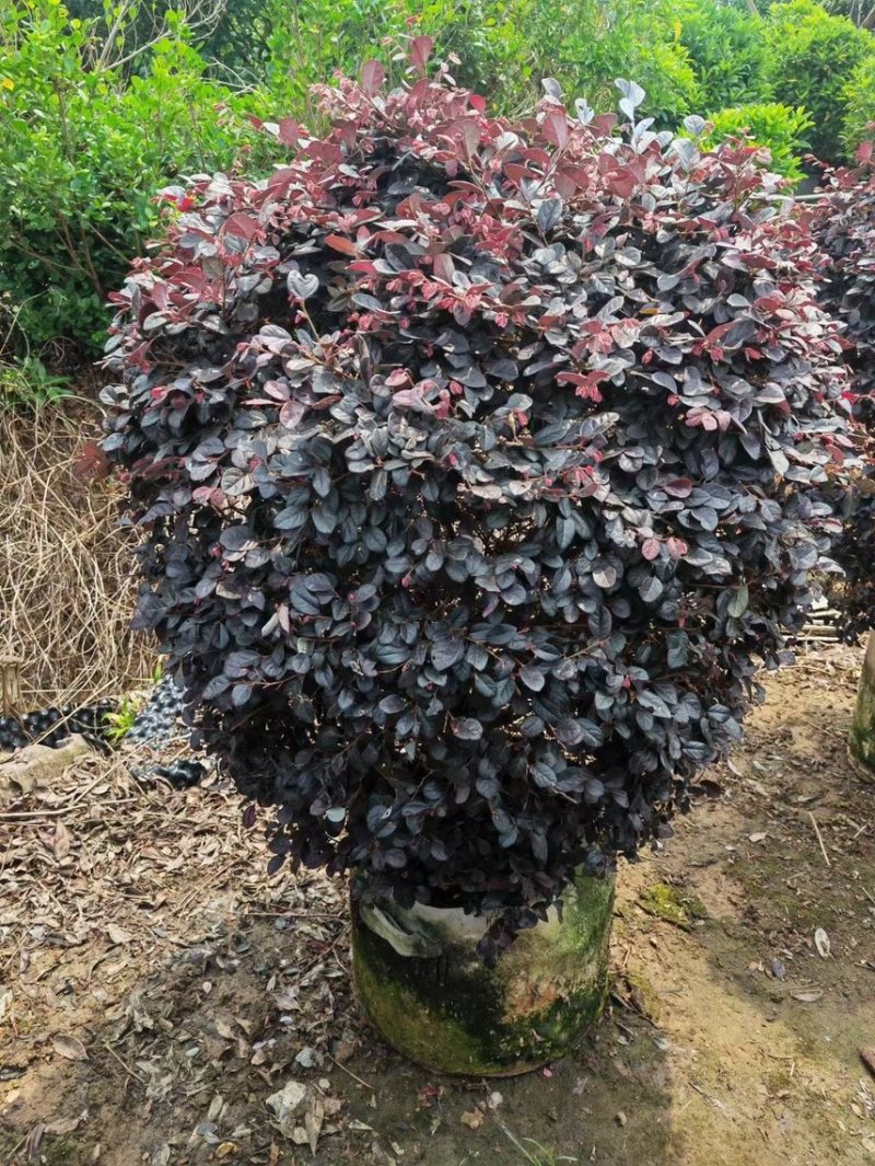 红继木球各种规格基地现货供应，欢迎各位客户咨询