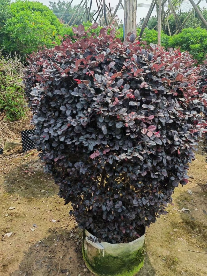 红继木球各种规格基地现货供应，欢迎各位客户咨询